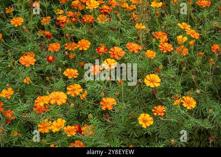 Nahaufnahme der farbenfrohen orangen gelben Blumen von tagetes patula, auch französischer Ringelblume genannt, die draußen im Garten blühen Stockfoto