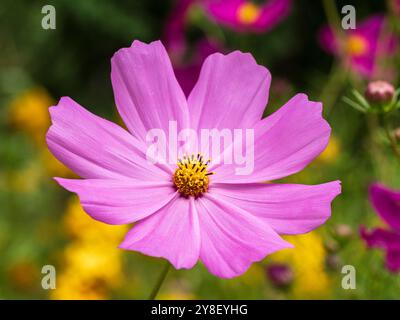 Nahaufnahme von hellrosa mit goldenem gelbem Herzen Cosmos bipinnatus Blume alias Gartenkosmos oder mexikanischem Aster in farbenfrohen sonnendurchfluteten Garten Stockfoto