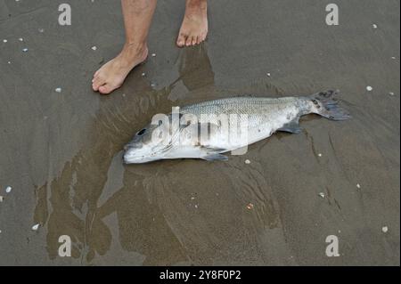 Verendet. Ein angespülter toter Fisch liegt am Strand. Cavallino ...