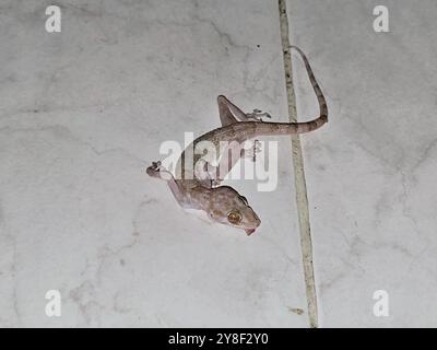 Toter ägyptischer Wandgecko, Geckos, Hausmondeichse, Titiktiki, Chipkali, Hemidactylus ist eine Gattung der Gecko-Familie, Gekkonidae, nächtlich; HID Stockfoto