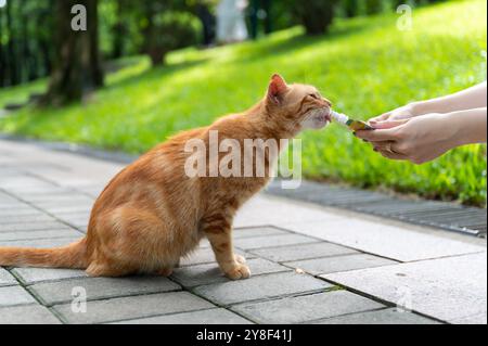 Draußen, füttere Kätzchen mit Futter in der Hand Stockfoto