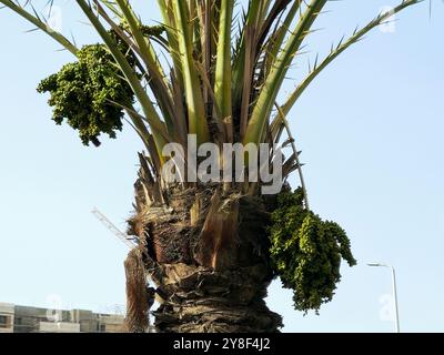 Grüne Datteln Früchte auf einem Palmenzweig, Phoenix dactylifera, allgemein bekannt als Dattelpalme, eine blühende Pflanzenart in der Palmenfamilie Arecace Stockfoto