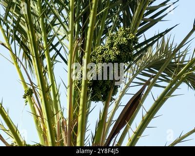 Grüne Datteln Früchte auf einem Palmenzweig, Phoenix dactylifera, allgemein bekannt als Dattelpalme, eine blühende Pflanzenart in der Palmenfamilie Arecace Stockfoto