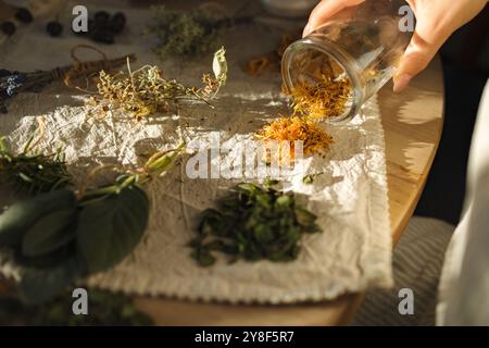 Frau gießt gelbe getrocknete Blumen aus einem Glas auf Leinentischdecke. Verschiedene getrocknete Kraut. Arbeiten Stockfoto