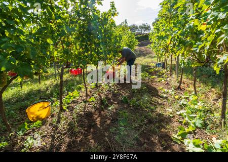 Arbeiter, der Trauben im sonnigen Weinberg erntet. Mann pflückt Trauben in bunten Kisten. Malerische Aussicht auf Weinreben und ländliche Landschaft während der Weinlese Stockfoto