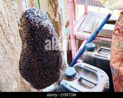 Kairo, Ägypten, 18. September 2024: Kleine wilde Honigbienen nisten auf einem Balkon, Bienen sind geflügelte Insekten, die eng mit Wespen und Ameisen verwandt sind, für die bekannt ist Stockfoto