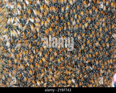 Kleine wilde Honigbienen nisten Kolonie, Bienen sind geflügelte Insekten, die eng mit Wespen und Ameisen verwandt sind und für ihre Rolle bei der Bestäubung und Honigproduktion bekannt sind Stockfoto