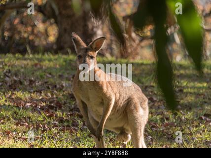 Nahaufnahme des jungen, wilden, männlichen Rothalswallabys Macropus rufogriseus zwischen Avocadobäumen in Queensland Orchard, Australien. Blick auf die Kamera. Stockfoto