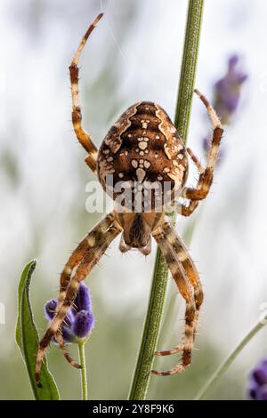 Europäische Gartenspinne (Araneus diadematus) im Lavendelstrauch Stockfoto