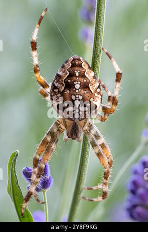 Europäische Gartenspinne (Araneus diadematus) im Lavendelstrauch Stockfoto