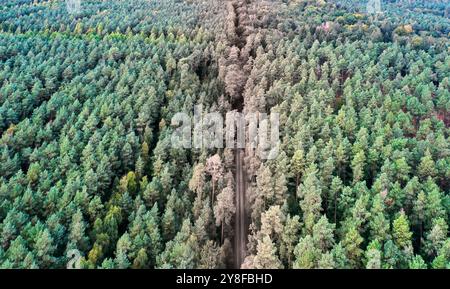 Aus der Vogelperspektive auf einer schmalen, unbefestigten Straße, die durch einen üppig grünen Wald in deutschland führt, vermittelt ein Gefühl der Ruhe und des Abenteuers Stockfoto