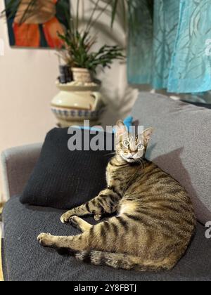 Neugierige Tabbykatze, die bequem auf einem Sofa sitzt und mit einem leuchtend blauen Vorhang im Hintergrund aufmerksam in die Kamera blickt. Die Katze ist natürlich Stockfoto