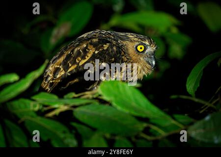 Buffy Fish Owl – Ketupa Ketupu oder malaiische Fischeule, Vogel in Strigidae, gefunden in Indien und Südburma, Kambodscha, Laos und Vietnam, Thailand und Malaiisch Stockfoto