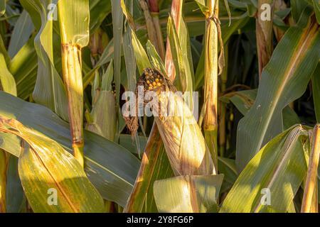 Ein Maisfeld ist ein riesiges Gebiet von hohen, grünen Stängeln, mit goldenen Ähren von Mais, die unter der Sonne Reifen. Das Feld schwankt sanft im Wind und erzeugt einen Stockfoto