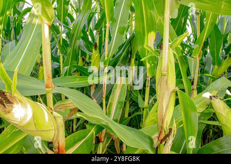 Ein Maisfeld ist ein riesiges Gebiet von hohen, grünen Stängeln, mit goldenen Ähren von Mais, die unter der Sonne Reifen. Das Feld schwankt sanft im Wind und erzeugt einen Stockfoto