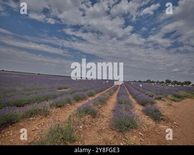 Die Lavendelfelder in Brihuega, in der Provinz Guadalajara, nur 100 km nördlich von Madrid (SPANIEN). Stockfoto