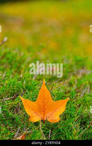 Trockenes Blatt des platanus acerifolia-Baumes auf Grashintergrund im Herbst Stockfoto