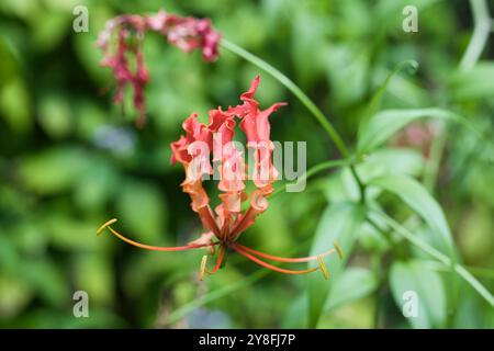 Gloriosa Superba, Glory Lily, Gloriosa Lily im botanischen Garten, Mahe, Seychellen Stockfoto