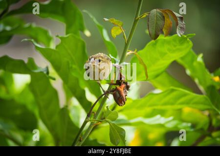 madagaskar-Jungfrau auf rotem Rosenstempel, Seychellen Stockfoto