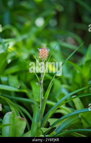 Wunderschöne Zwergananasblüte im botanischen Garten Mahe Seychelles Stockfoto