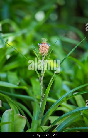 Wunderschöne Zwergananasblüte im botanischen Garten Mahe Seychelles Stockfoto