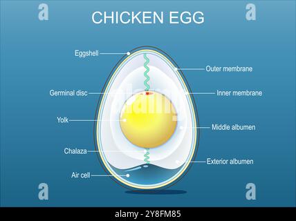 Die Eianatomie. Zur Struktur des Vogeleis. Isometrische flache Abbildung. Vektorposter Stock Vektor