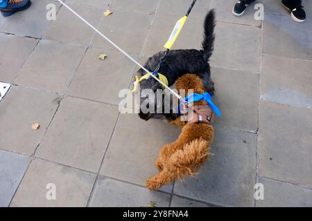 Duke of York Square, London, Großbritannien. Oktober 2024. Chelsea Dog Day, wir feiern alles mit Hund. Quelle: Matthew Chattle/Alamy Live News Stockfoto