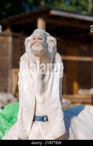 Porträt einer weißen nubischen Ziege mit langen Ohren, Blick in die Kamera. Nahaufnahme des Wildtierkonzepts. Lustiges Gesicht lacht in der Sonne. Vertikales Foto Stockfoto