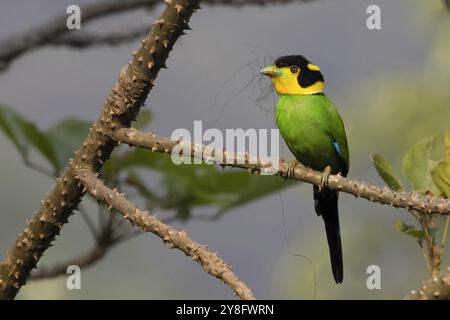 Langschwanz-Broadbill, Psarisomus dalhousiae, Westbengalen, Indien, Stockfoto