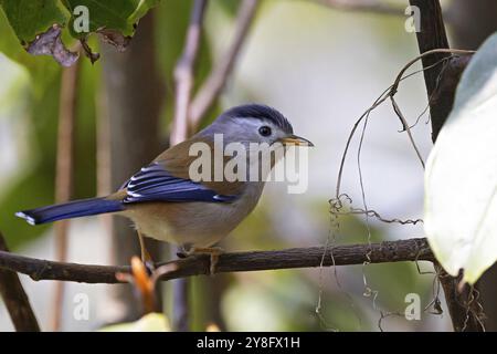 Blauflügelige Minla, Actinodura cyanouroptera, Sikkim, Indien Stockfoto