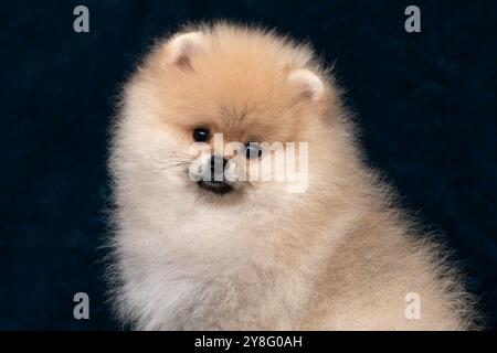 Spitzhündchen sitzt seitlich, Porträt auf schwarzem Hintergrund Stockfoto