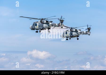 Royal Navy Fleet Air Arm - 2 AgustaWestland AW15 Wildcat Hubschrauber, die beim Royal International Air Tattoo 2024 auftreten. Stockfoto