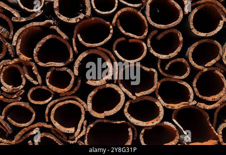 Stapel frisch geernteter Korkeichen-Rinde, die bei Sonnenschein trocknet. (Unverarbeiteter Kork) natürliche, nachhaltige Ressource. Portugal, Region Alentejo. Stockfoto