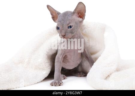 Ein Monat altes Don Sphinx Kätzchen bedeckt mit einer weißen Decke auf weißem Hintergrund Stockfoto