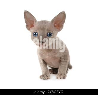 Ein Monat alte Don Sphinx Katze isoliert auf weißem Hintergrund Stockfoto