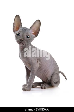 Süße Don Sphinx Katze (sieben Wochen alt) isoliert auf weißem Hintergrund Stockfoto