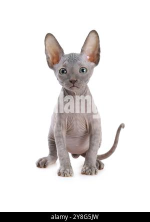 Schöne Don Sphinx Katze (sieben Wochen alt) isoliert auf weißem Hintergrund Stockfoto