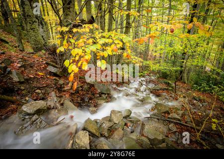 Bach im Wald von Gabardito, Hecho-Tal, westliche Täler, Pyrenäen-Gebirge, Provinz Huesca, Aragonien, Spanien. Stockfoto