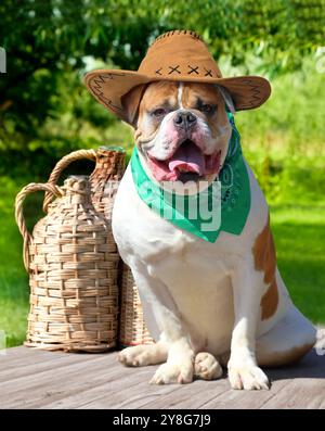 Amerikanische Bulldogge mit Cowboyhut und Taschentuch, die neben den Weindemijohnen sitzt Stockfoto