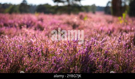 Nahaufnahme der Heidekraut-Blüte bei hellem Sonnenlicht Stockfoto