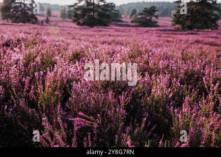 Wunderschöne rosa blühende Lüneburger Heidenlandschaft im Buesenbachtal in Handeloh Deutschland Stockfoto