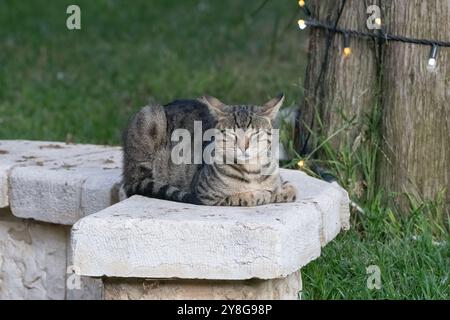 Eine graue Tabby-Gasse-Katze, die auf einer Steinbank in einem Park döst. Stockfoto