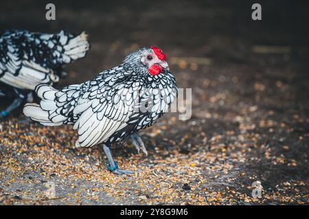 Sebright Bantam Hahn Stockfoto