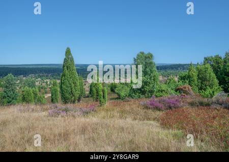 Blick vom Wilseder Berg in Lüneburger Heide, Niedersachsen, Deutschland Stockfoto