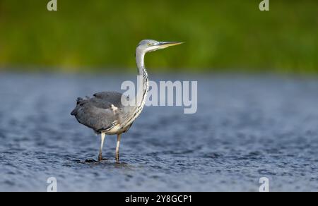 Porträt eines jungen grauen Reihers, der im Flachwasser steht, Großbritannien. Stockfoto