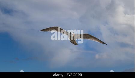 Eine Möwe fliegt hoch am Himmel. Weit gespreizte Flügel. Stockfoto