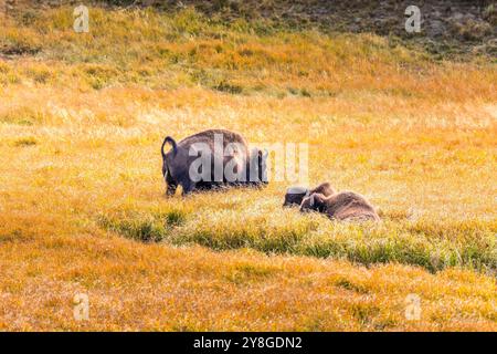 Weidebisons im Yellowstone-Nationalpark, USA Stockfoto