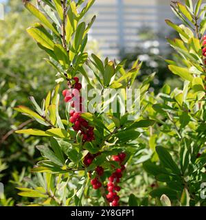 Rote Früchte des Daphne mezereum, allgemein bekannt als Februar daphne in einem Garten. Giftig. Stockfoto