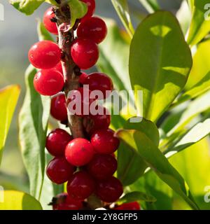 Rote Früchte des Daphne mezereum, allgemein bekannt als Februar daphne in einem Garten. Giftig. Stockfoto