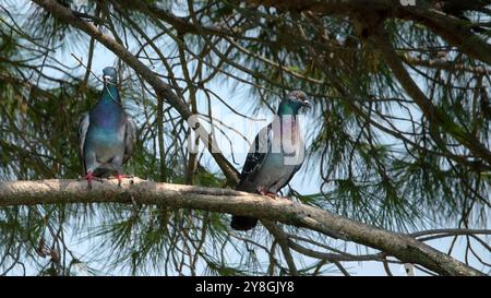 Ein verwildertes Taubenpaar (Columba livia domestica) auf einem Ast, das männliche Taube überreicht der weiblichen Taube ein Geschenk. Stockfoto